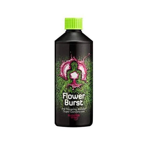 Buddha's Tree Flower Burst - hydroponics