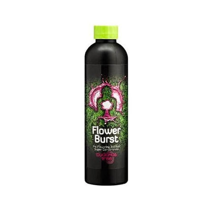 Buddha's Tree Flower Burst - hydroponics