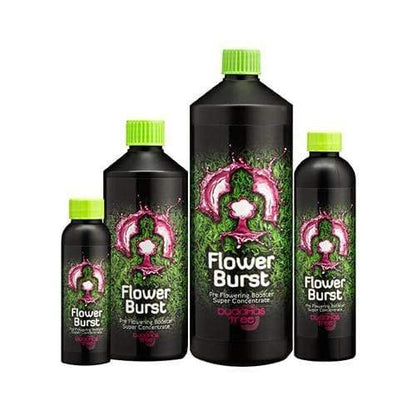 Buddha's Tree Flower Burst - hydroponics